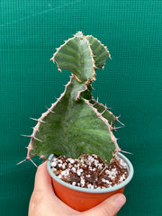 Euphorbia grandialata