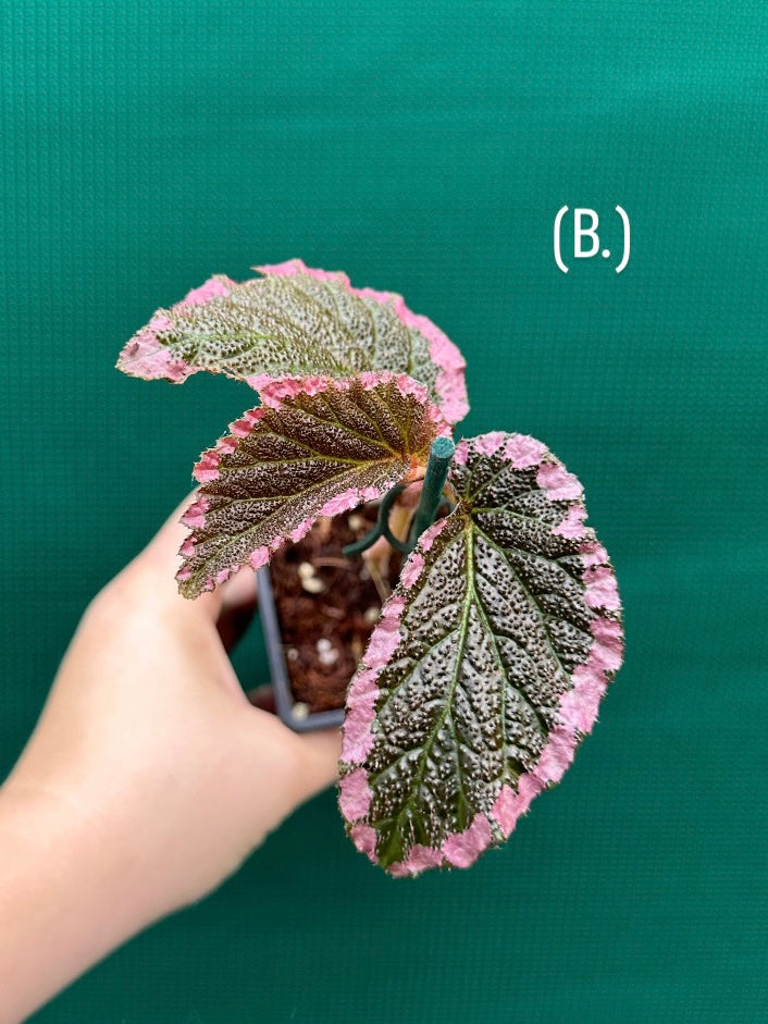 Begonia fulvovillosa (U012) NEW