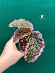 Begonia fulvovillosa (U012) NEW