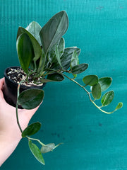 Schindapsus Treubii Dark Form