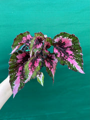 Begonia NOID 33