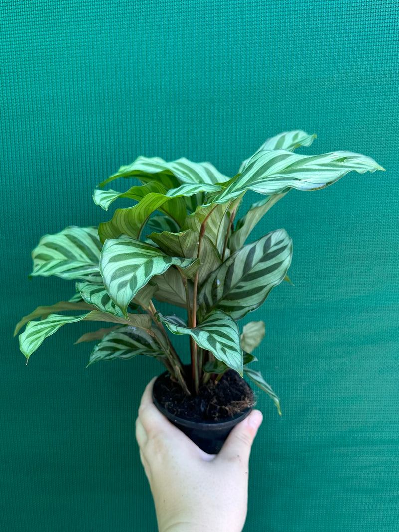 Calathea ‘Freddy’