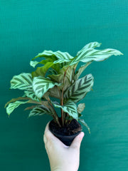 Calathea ‘Freddy’