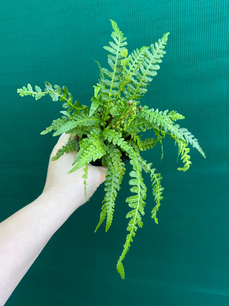 Doodia aspera ‘Prickly Wrasp Fern’ NEW