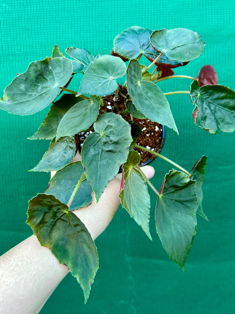 Begonia ubrici (species)