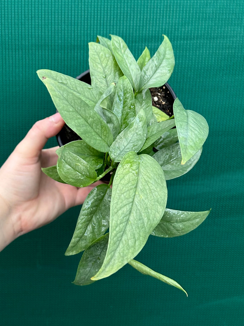 cebu blue pothos wiki Epipremnum Pinnatum Cebu Blue