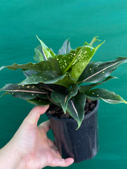 Aglaonema ‘Pink Dalmation’