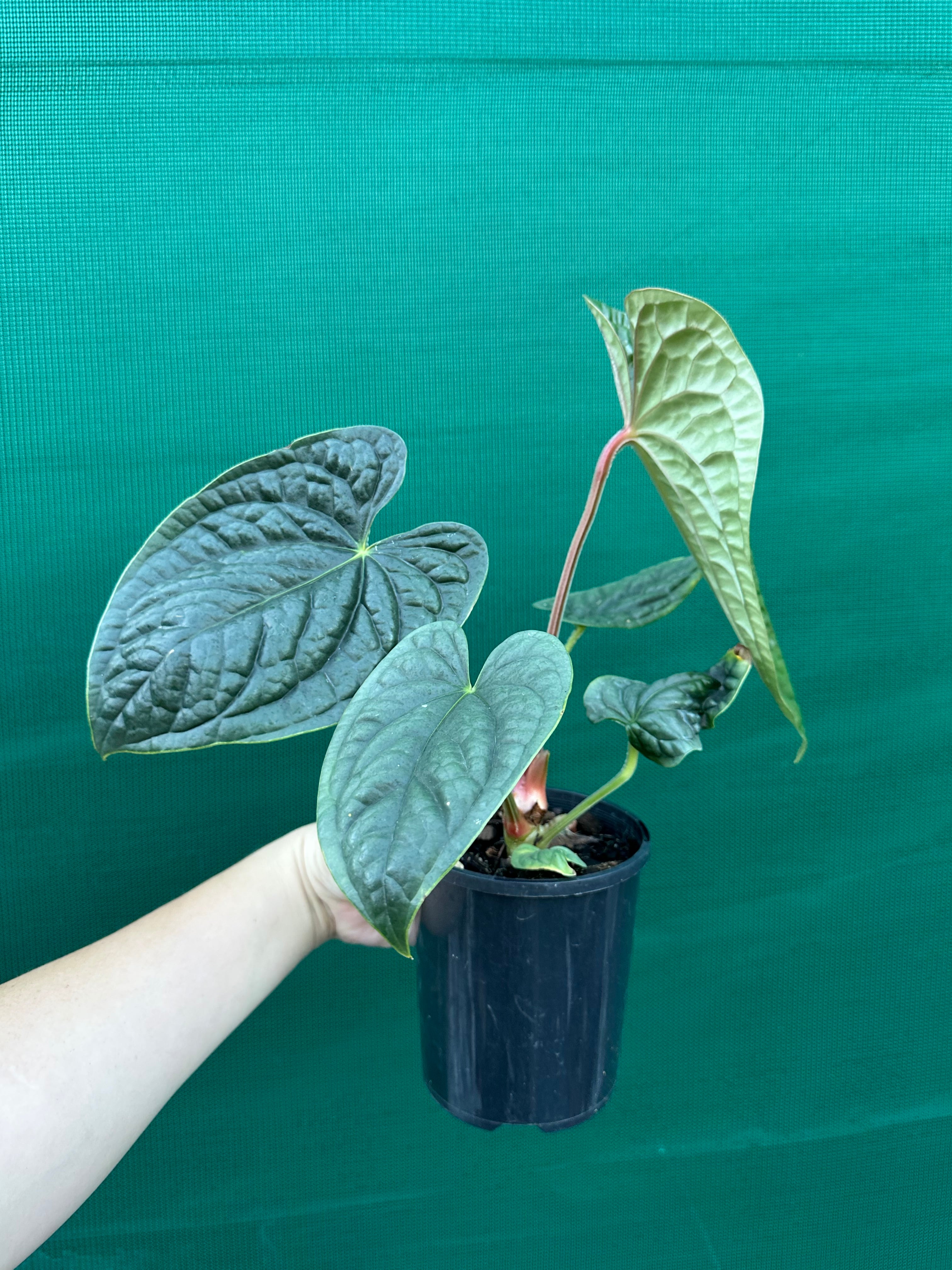 anthurium australia Anthurium luxurians