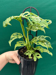 Monstera adansonii (Mottled Variegation) NEW