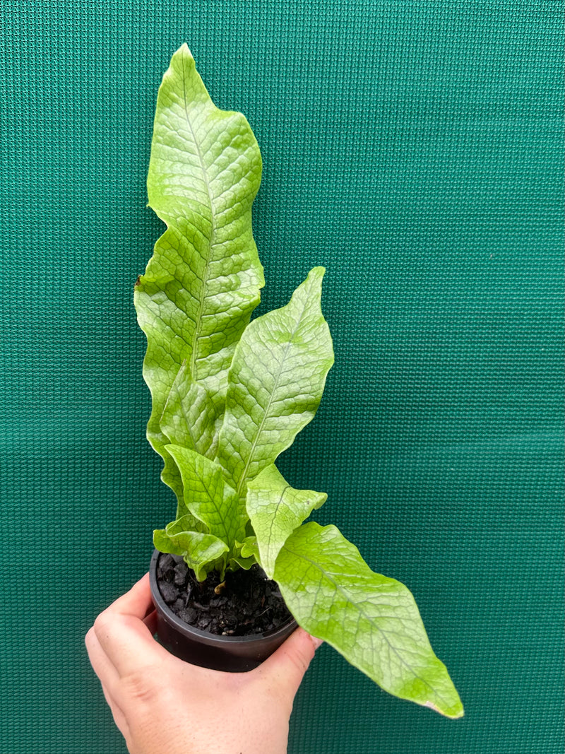Microsorum musifolium ‘Crocodyllus’ NEW