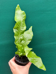 Microsorum musifolium ‘Crocodyllus’ NEW