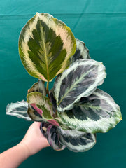 Calathea ‘Roseopicta’