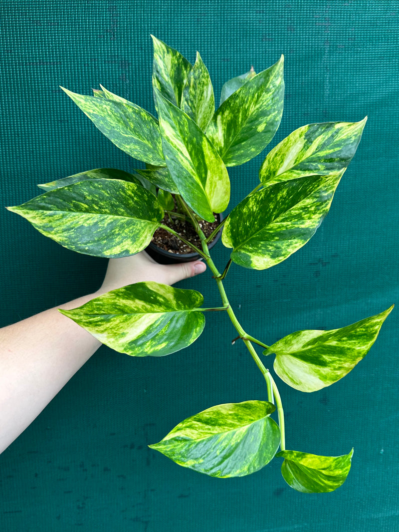 Pothos 'Golden'