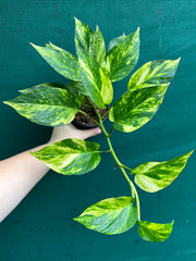Pothos 'Golden'