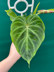 Philodendron Verrucosum NEW