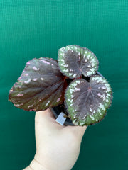 Begonia ‘Dr. Karissa’