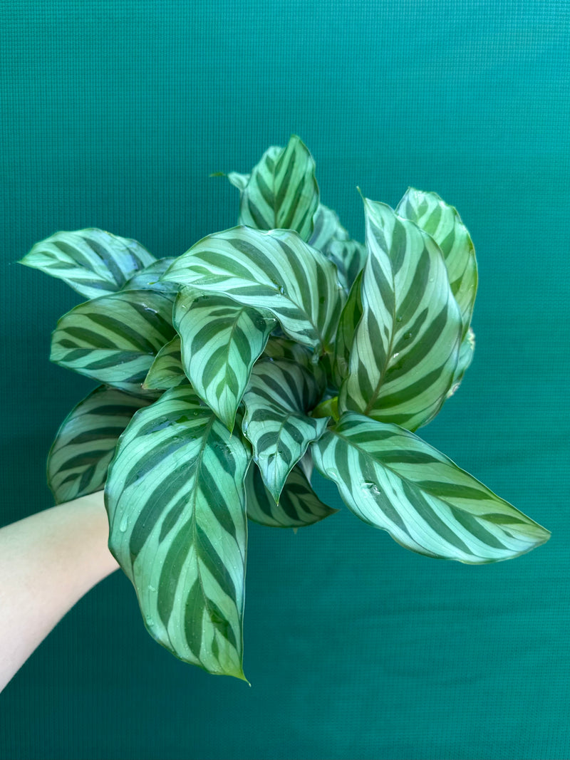 Calathea ‘Freddy’