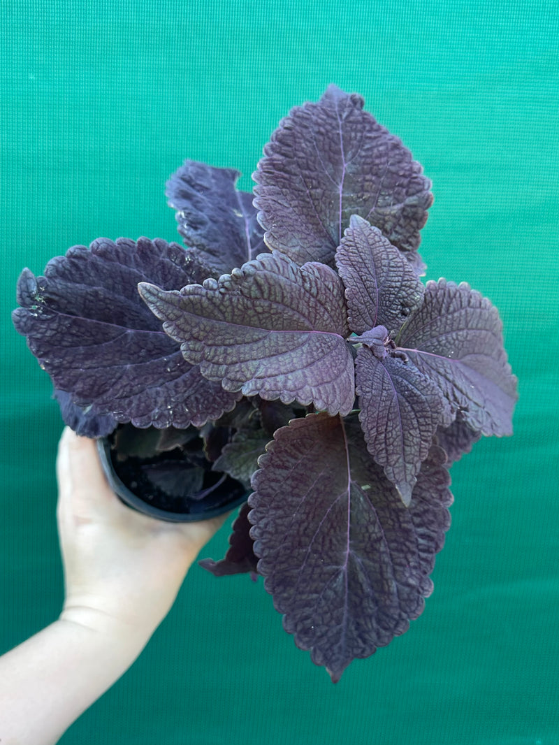 Coleus ‘Black Prince’ NEW