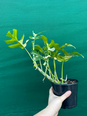 Rhaphidophora Tetrasperma Variegated