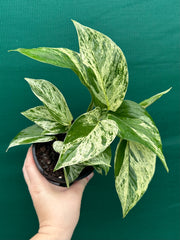 Pothos 'Marble Queen'