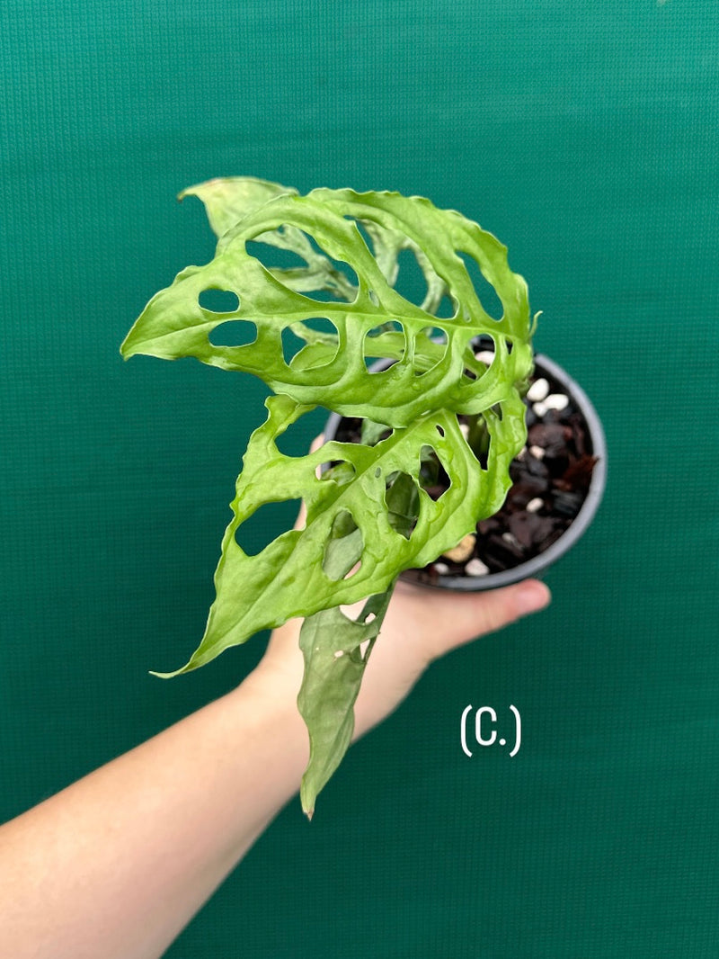 Monstera obliqua 'Peru' | Aroids Australia