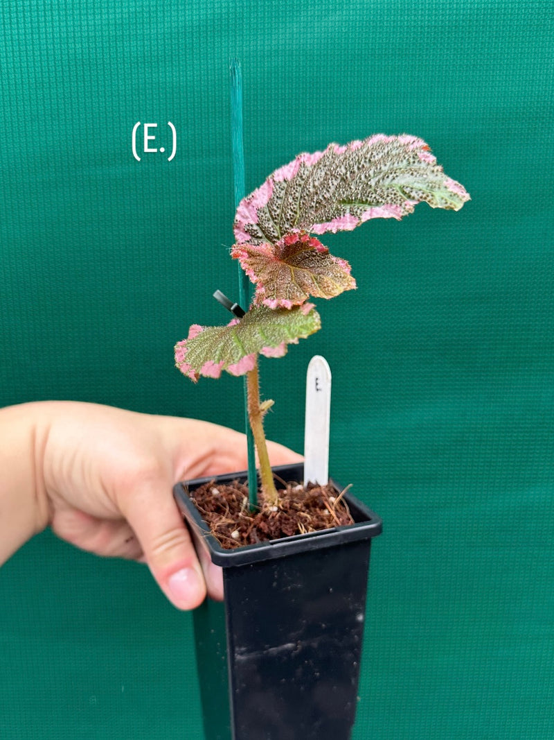 Begonia fulvovillosa (U012) NEW