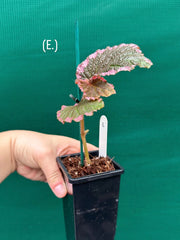 Begonia fulvovillosa (U012) NEW