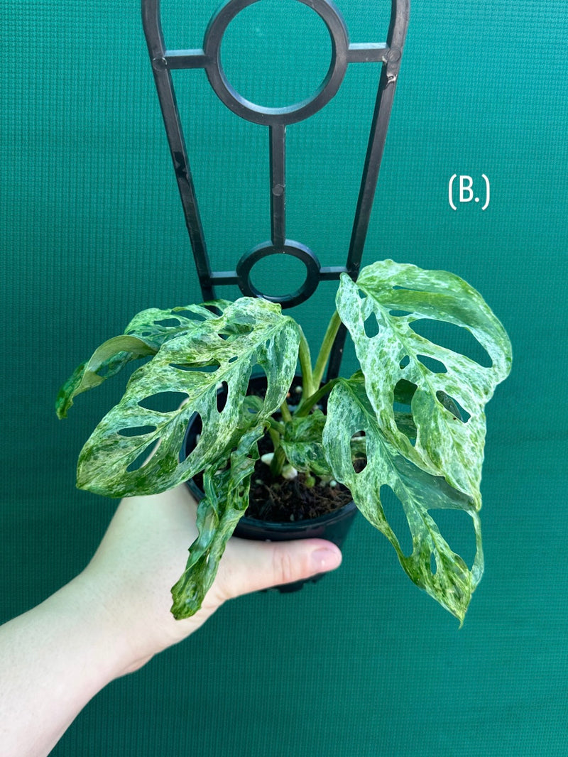 Monstera ‘Adansonii’ Mottled Variegation NEW