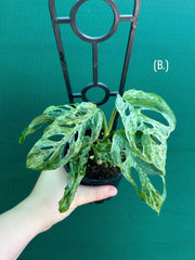 Monstera ‘Adansonii’ Mottled Variegation NEW