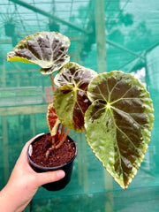 Begonia ‘Burkillii’