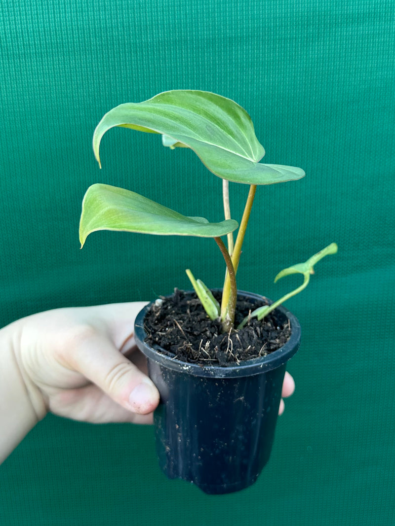 philodendron gloriosum australia Philodendron 'Gloriosum'