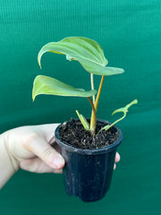 Philodendron ‘Gloriosum’