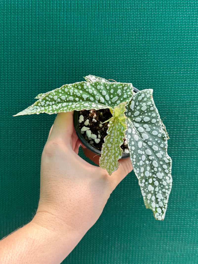 Begonia ‘White Ice’