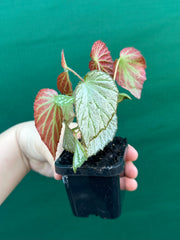 Begonia NOID NEW
