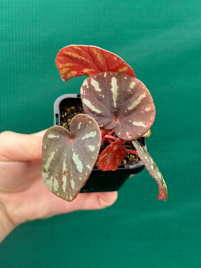 Begonia balansana