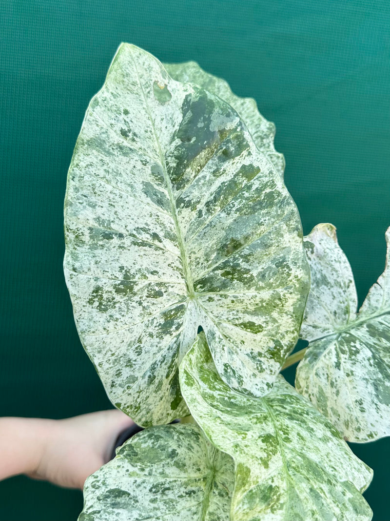 Alocasia odora batik ‘Splash’