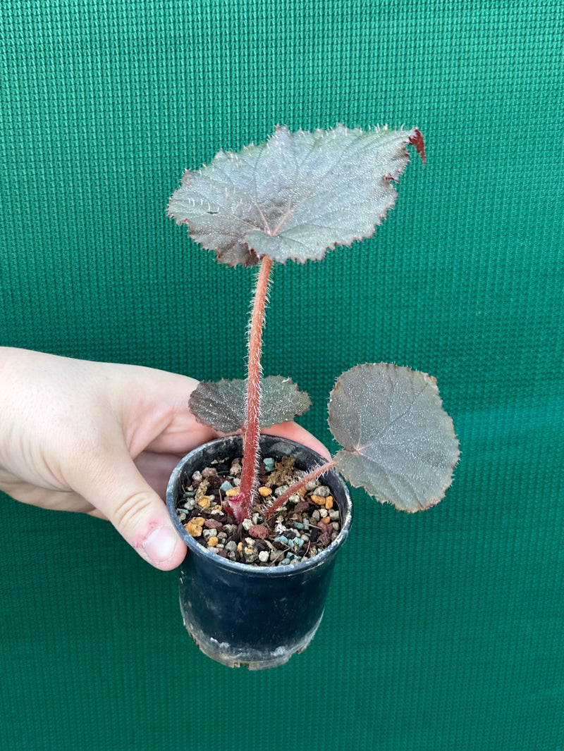 Begonia U485