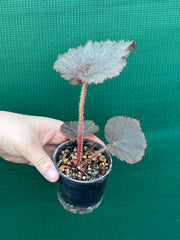 Begonia U485