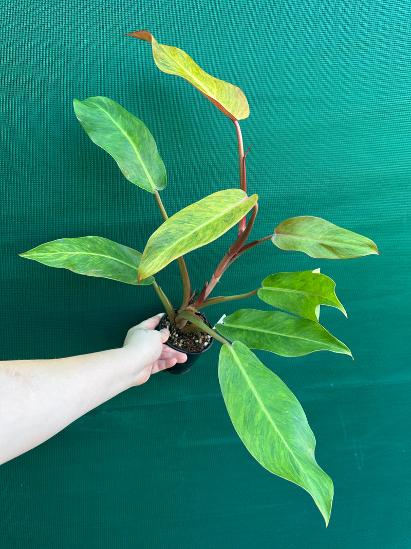Philodendron ‘Autumn Queen’