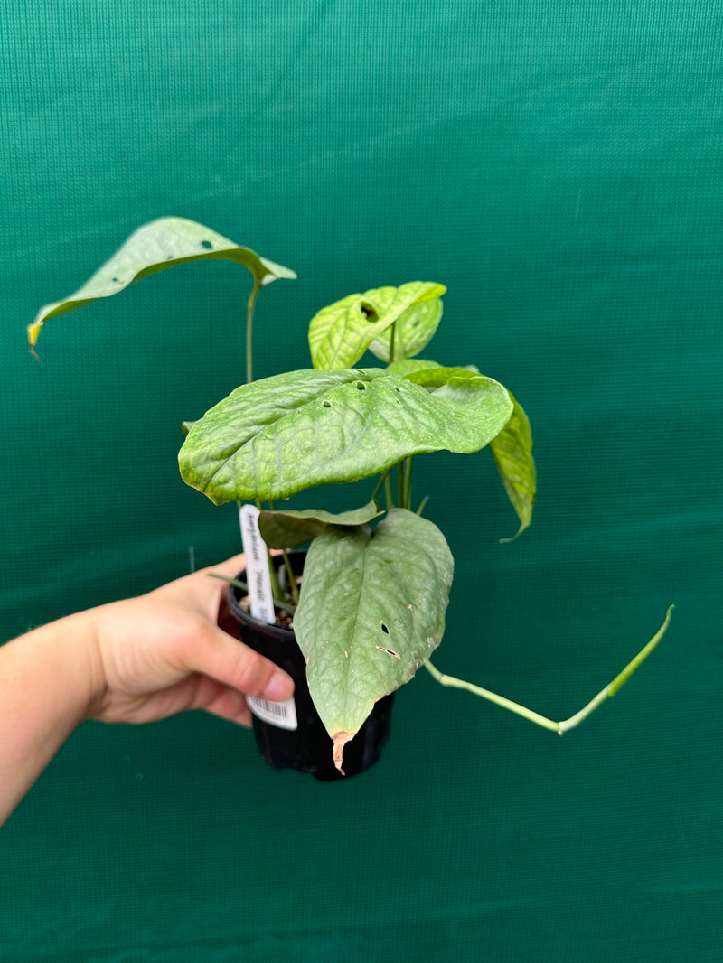 Amydrium ‘Mosaic Silver’