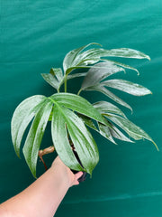 Epipremnum ‘Dragons Tail’
