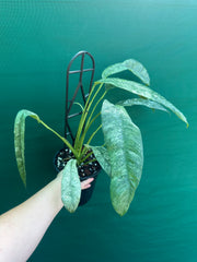 Epipremnum giganteum variegata