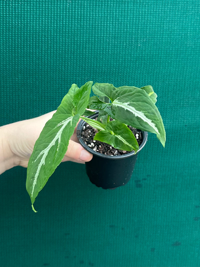 Syngonium ‘Wendlandii’