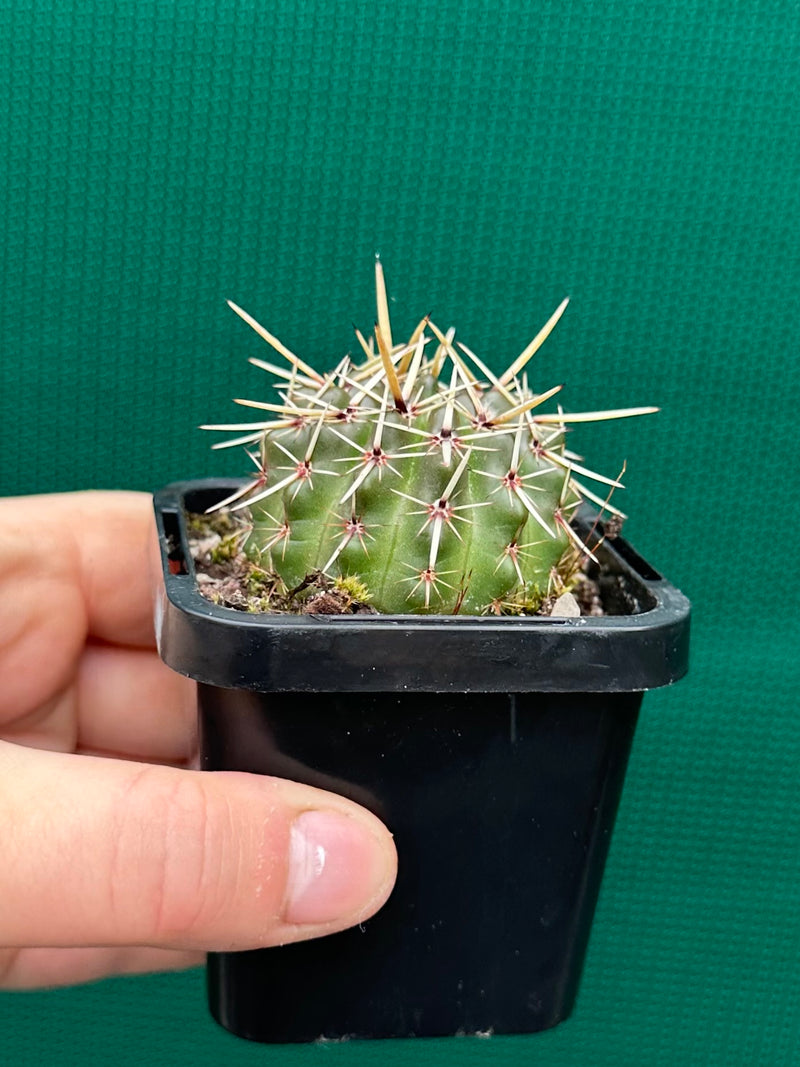 Notocactus submamulosus NEW