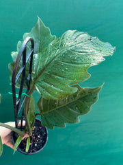 Philodendron ‘Pluto’
