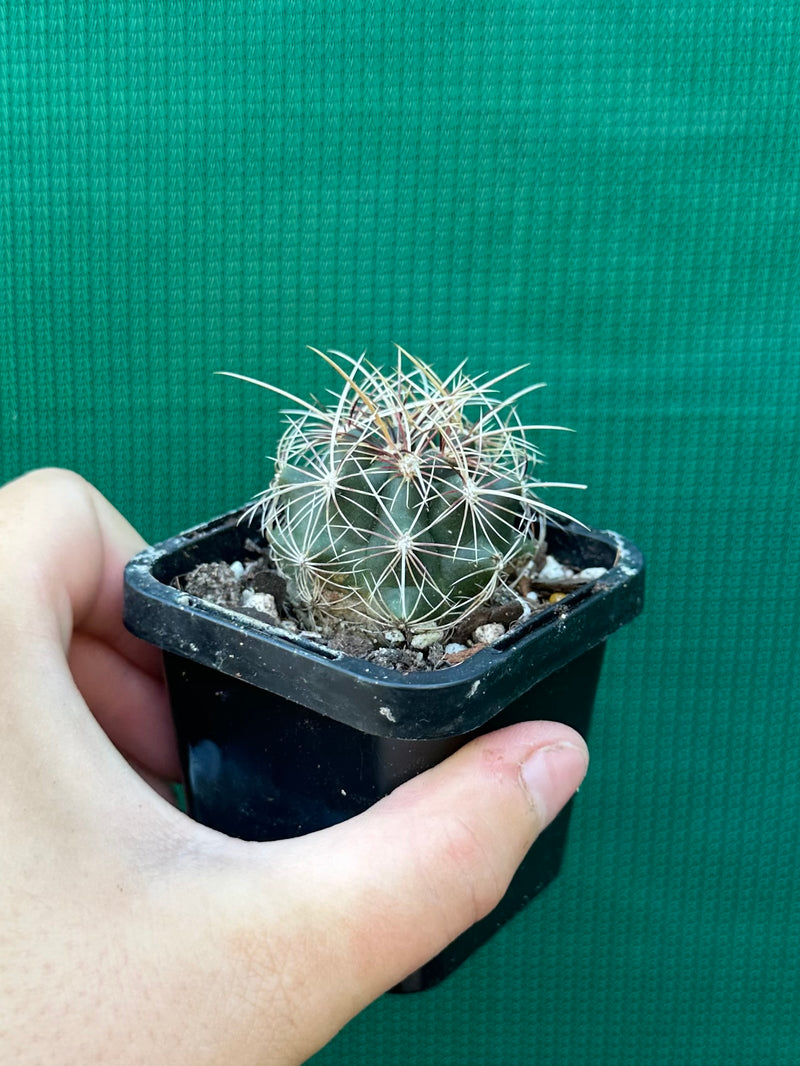 Thelocactus bicolour