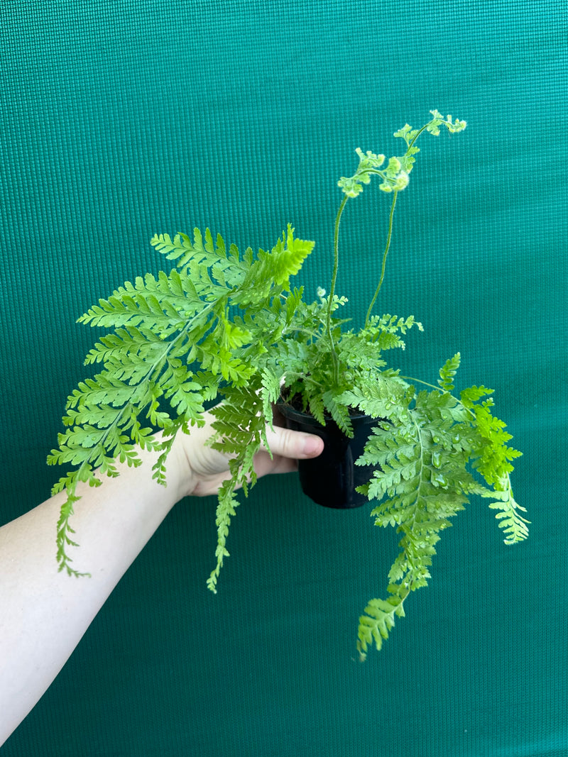 Dryopteris dilatata ‘Broad Buckler Fern’