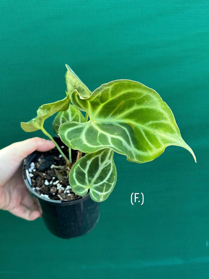 Anthurium crystallinum hybrid NEW