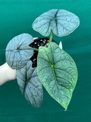 Alocasia ‘Melo’