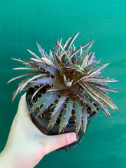 Dyckia